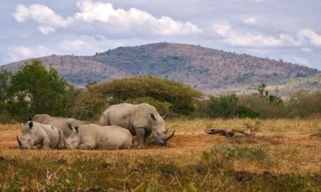 Desciende la caza furtiva de rinocerontes en Sudáfrica