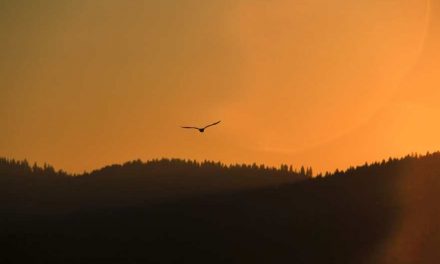 Claraboya. SOBREVUELO PRIMORDIAL