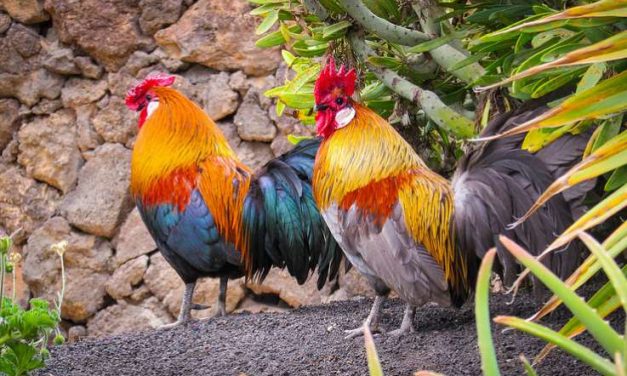 Canarias prohibirá las peleas de gallos y los circos con animales