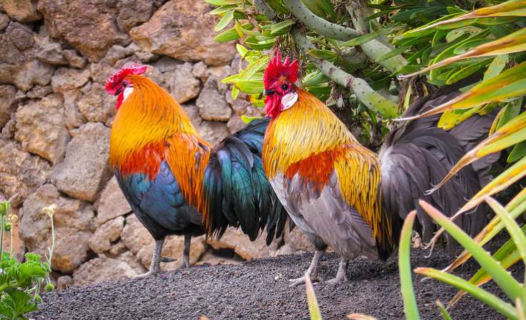 Canarias prohibirá las peleas de gallos y los circos con animales