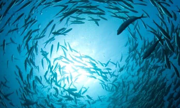 Jornada de Puertas Abiertas hoy en el Aula Bee Garden con motivo del Día de la Acuicultura