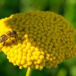 Nace la Coalición para Salvar a las Abejas
