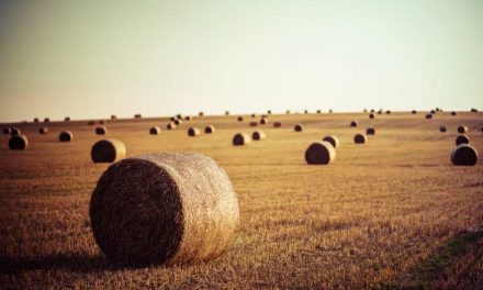 Estudian la forma de crear baterías más sostenibles usando paja de trigo