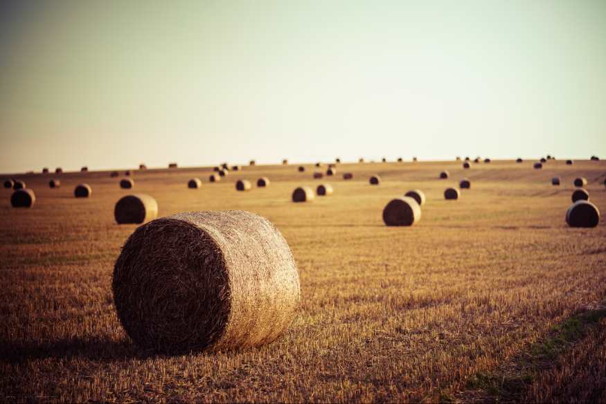 Estudian la forma de crear baterías más sostenibles usando paja de trigo