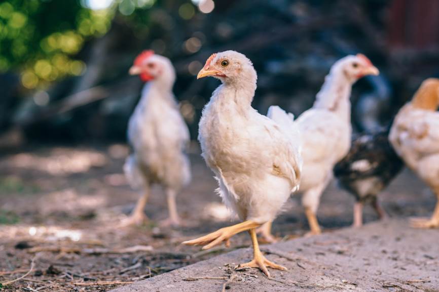 El Corte Inglés también dejará de vender huevos de gallinas enjauladas