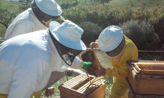 Bee Garden ampliará su proyecto medioambiental a acuoponía
