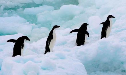 Greenpeace inicia una expedición histórica por la creación del Santuario Antártico