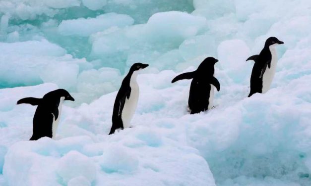 Greenpeace inicia una expedición histórica por la creación del Santuario Antártico