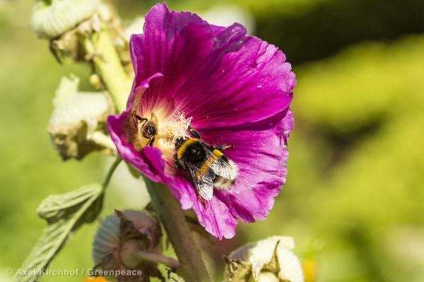 Una abeja polinizando una flor. Foto: Greenpeace