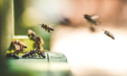 El Parlamento Europeo aprueba la iniciativa para el etiquetado claro de la miel y la protección de las abejas