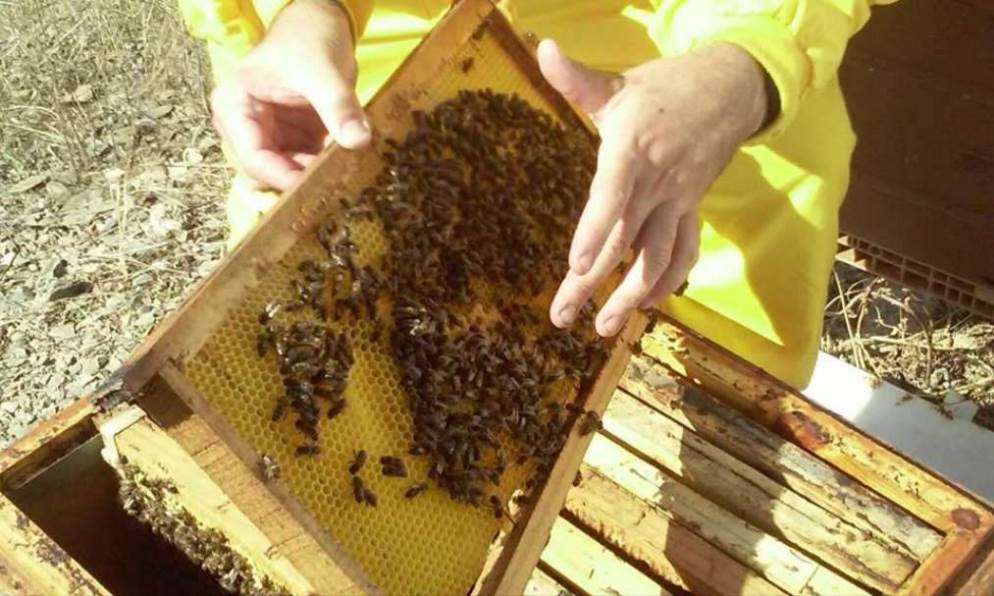 Bee Garden Málaga continúa su labor de sensibilización medioambiental, además de dar a conocer las propiedades medicinales de las mieles artesanales