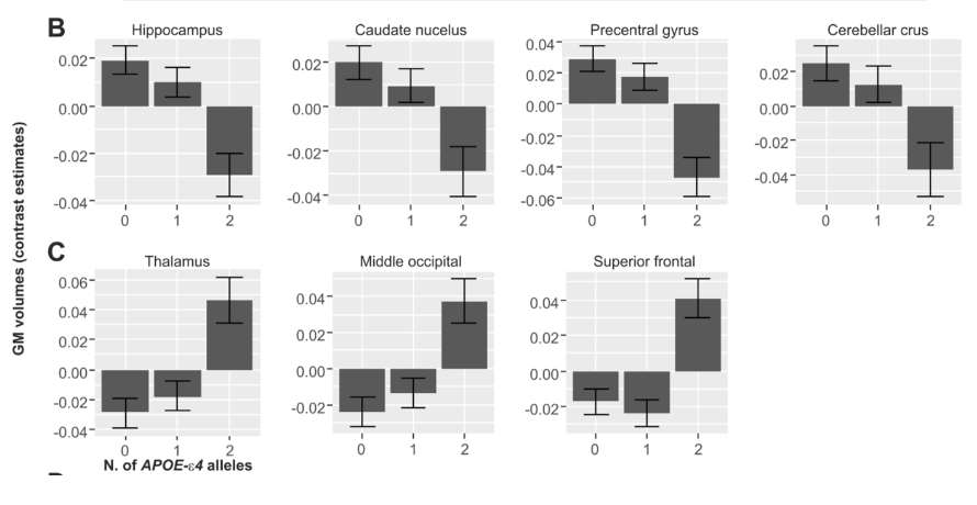El gen APOE lo tienen todas las personas, y se puede presentar de distintas formas, como resultado de la combinación de los alelos Ɛ2, Ɛ3 y Ɛ4