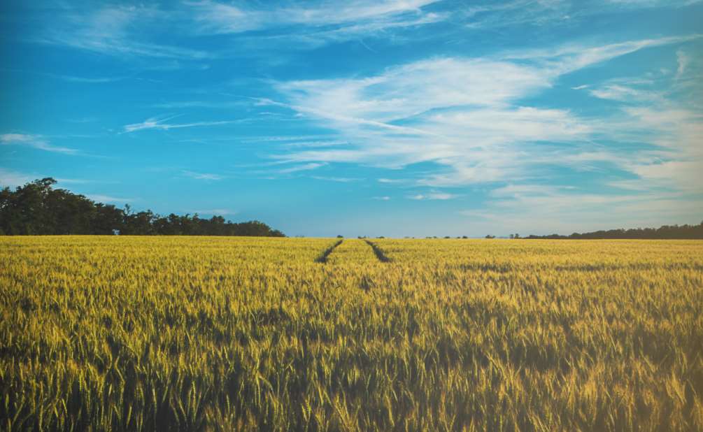 Científicos de la US demuestran que es posible y viable eliminar el diurón de los terrenos en menos de 6 meses