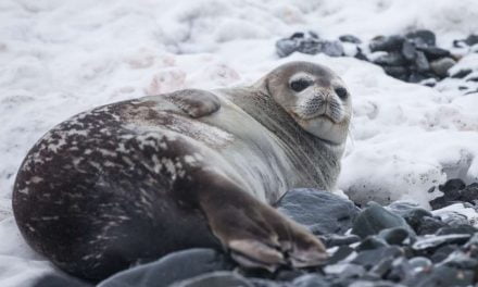 La India prohíbe el uso y comercialización de pieles de foca
