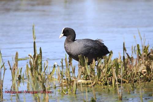 En el Biomaratón City Nature Challenge 2018 participarán más de 60 ciudades de todo el mundo