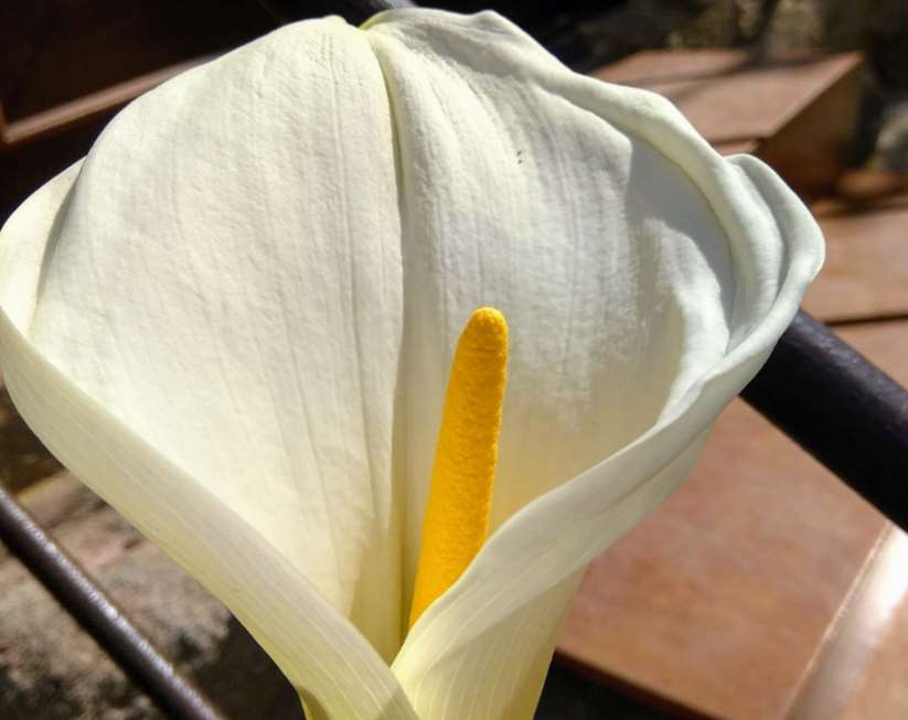 El biomaratón busca conseguir el mayor número de observaciones y especies de cualquier tipo de organismo vivo