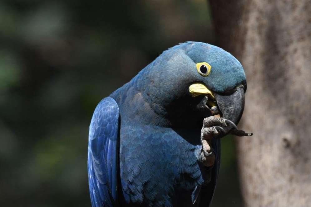 El Guacamayo de Lear, oriundo del nordeste de Brasil, ha sido históricamente víctima de caza, saqueos, destrucción del hábitat y presiones de diferentes tipos en una zona en los que las condiciones son extremas