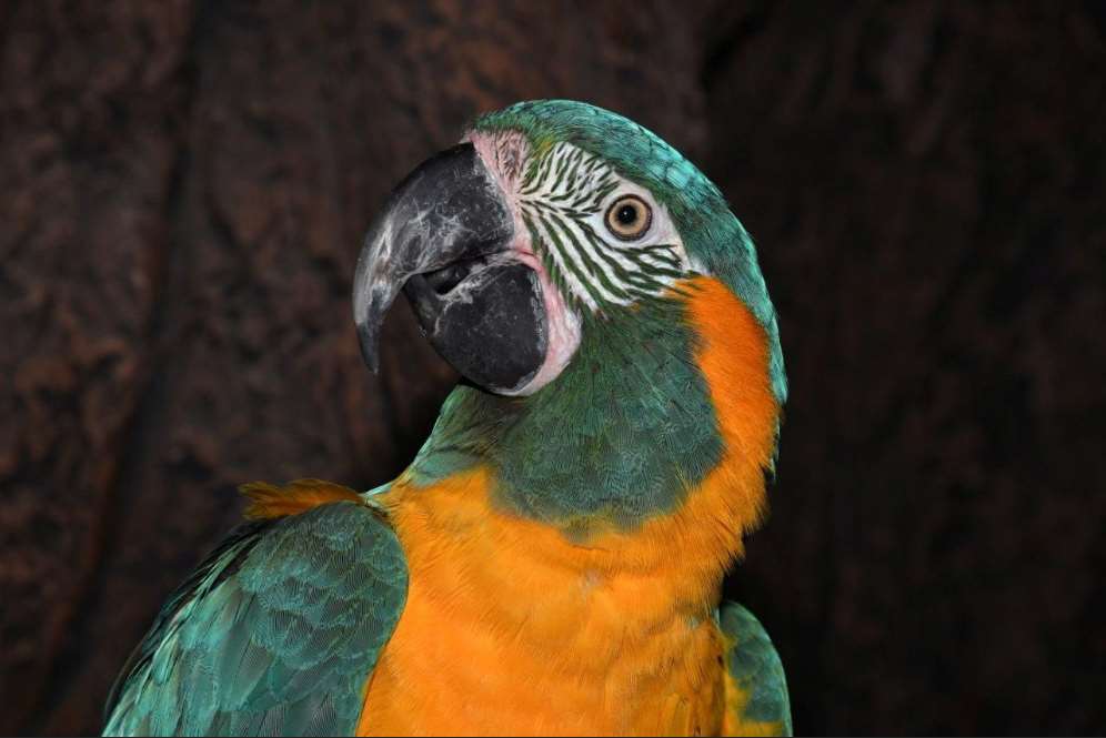 El Guacamayo Barbazul es endémico de las amplias llanuras del Beni en Bolivia, una auténtica joya de la naturaleza