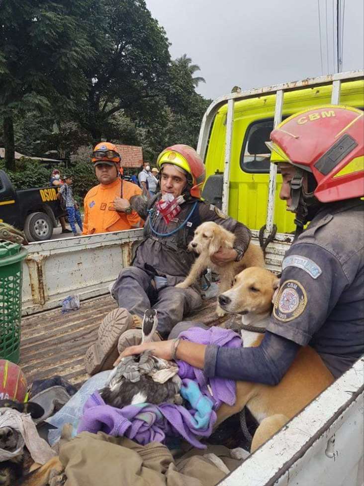 Los trabajos de las ONG y protectoras de animales se centran en los refugios donde las personas han evacuado a sus mascotas