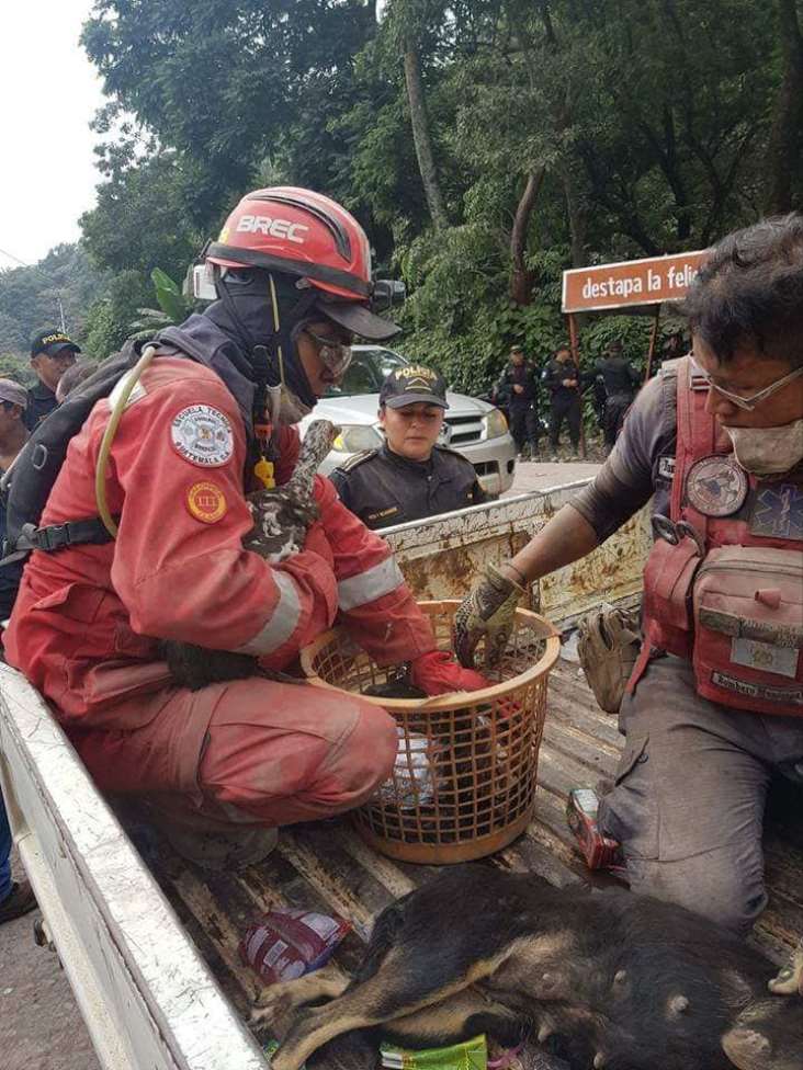 Algunos de los animales supervivientes a la tragedia muestran heridas, principalmente en sus patas, pues recordemos que en algunas zona el suelo aún está muy caliente