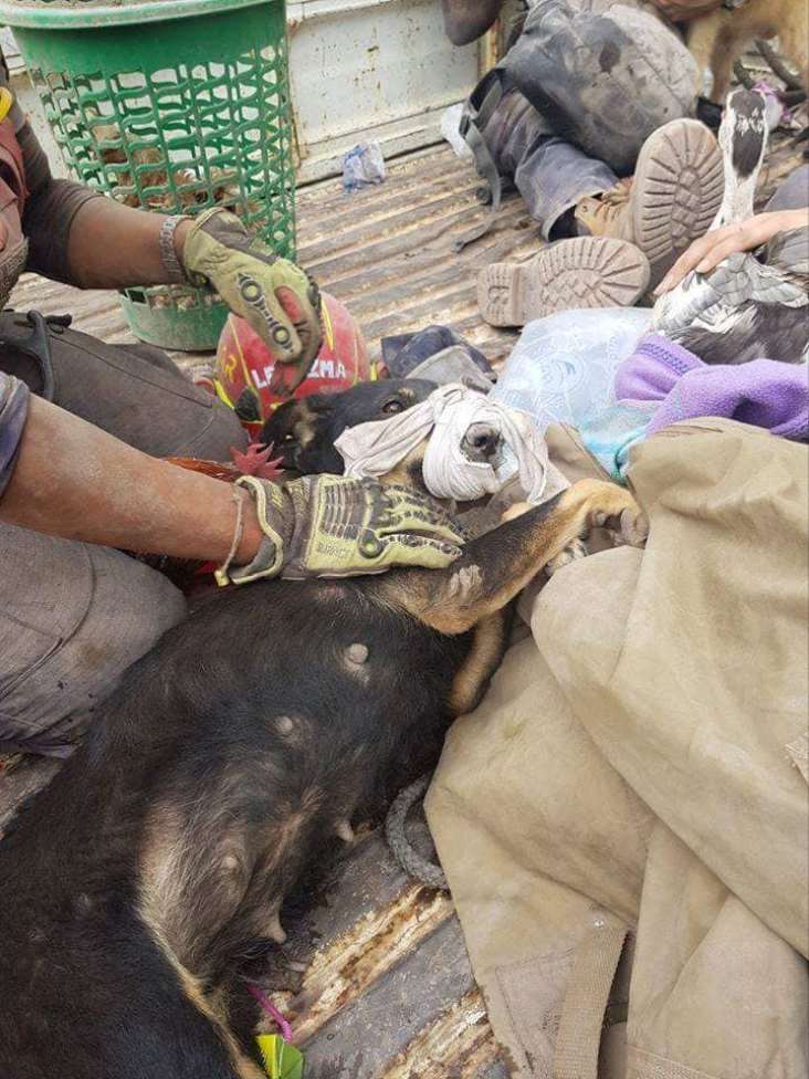 El hombre volvió a su casa, una zona que han calificado como no habitable a partir de ahora, junto a “Tofy” y “La Chata”, para buscar a sus otras dos mascotas