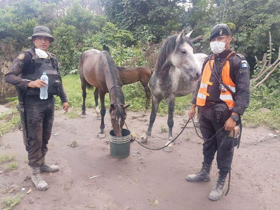 Tan pronto las áreas afectadas sean seguras para viajar, brindarán ayuda específica a vacas, caballos y cerdos