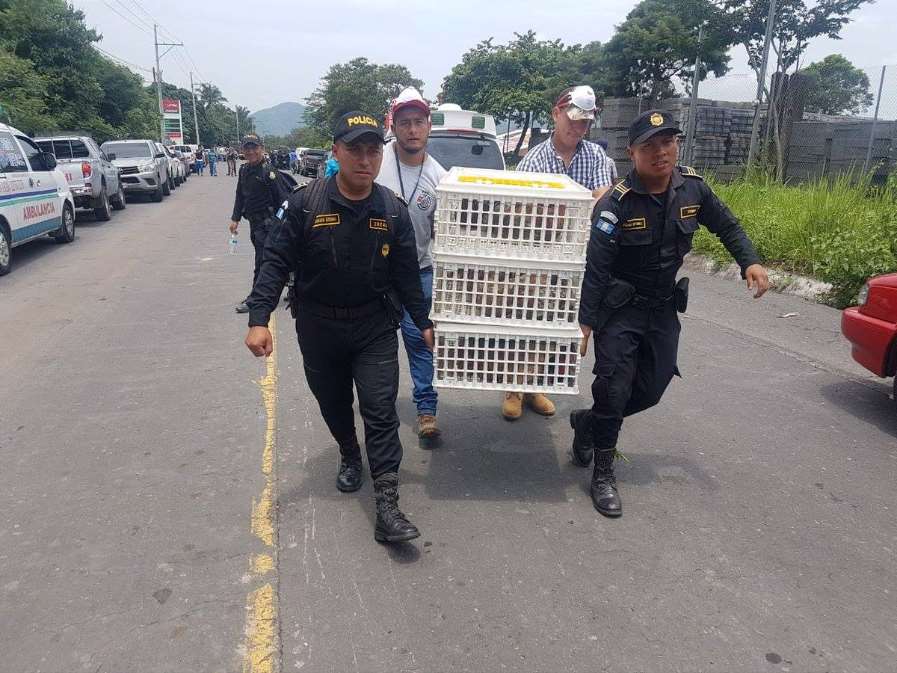 Miles de animales atrapados por el Volcán de Fuego de Guatemala han sido rescatados por héroes anónimos