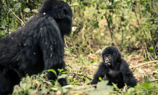 Aumenta la población de gorilas de montaña a más de 1.000 ejemplares