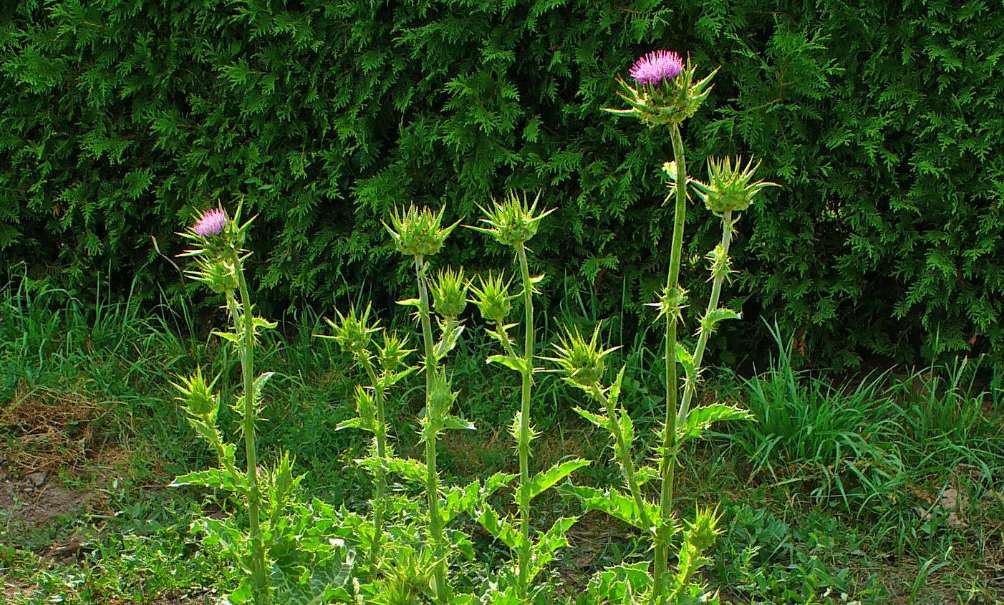 La silibinina es una sustancia natural que se encuentra en el cardo mariano, es la clave de esta nueva terapia para reducir la metástasis cerebral. Foto: Wikipedia