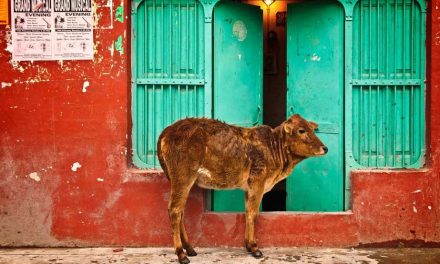 Un estado de la India considerará a los animales como personas jurídicas