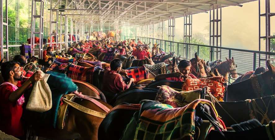 Además, también se giró una dirección a los médicos veterinarios de Uttarakhand para tratar a los animales que viven en las calles