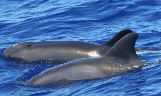 No es delfín, ni ballena…. es un híbrido de delfín y ballena, una nueva especie cetáceo