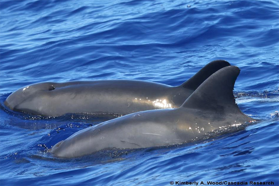 No es delfín, ni ballena…. es un híbrido de delfín y ballena, una nueva especie cetáceo