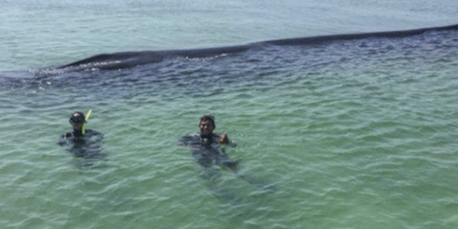 Ballena rorcual rescatada en una playa de México