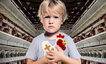 «End The Cage Age» propone poner fin a las jaulas de la ganadería europea