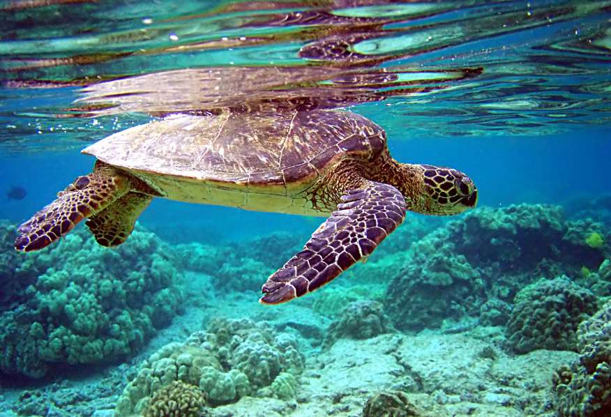 La tortuga verde (Chelonia mydas) es una especie migratoria de distribución global en latitudes tropicales y subtropicales