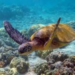 Reintroducen con éxito a la tortuga verde en las islas Caimán