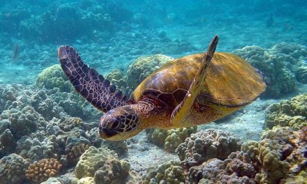Reintroducen con éxito a la tortuga verde en las islas Caimán