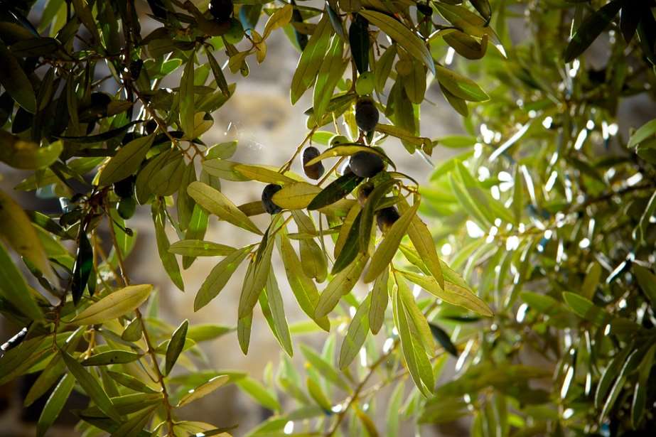 SUSTAINOLIVE: Proyecto para la mejora de la sostenibilidad del olivar