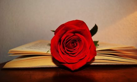 350 rosas en premios en el concurso Rosas Sant Jordi cuya participación ya está abierta