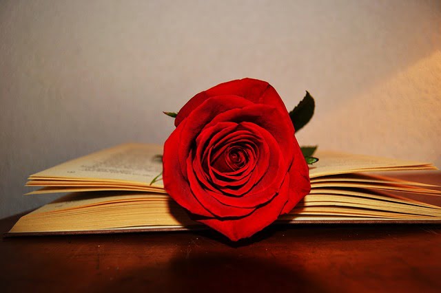 350 rosas en premios en el concurso Rosas Sant Jordi cuya participación ya está abierta