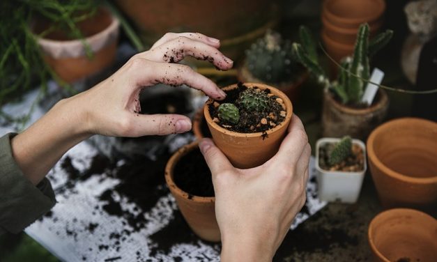‘Jardinería por el Clima’: un curso con el que satisfacer la urgencia ambiental