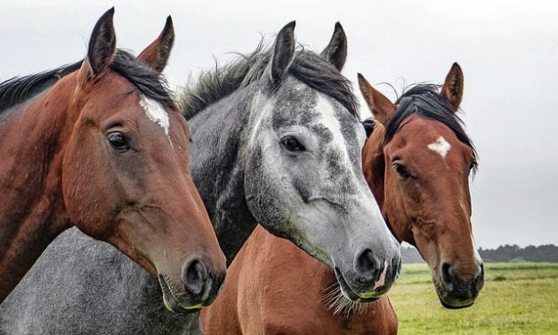 Hacer terapia con caballos mejora algunos síntomas de la esclerosis múltiple