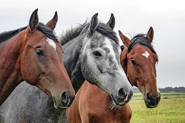 Hacer terapia con caballos mejora algunos síntomas de la esclerosis múltiple