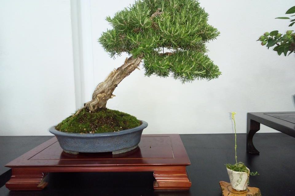 Natura Málaga acogerá una exposición de Bonsáis por primera vez