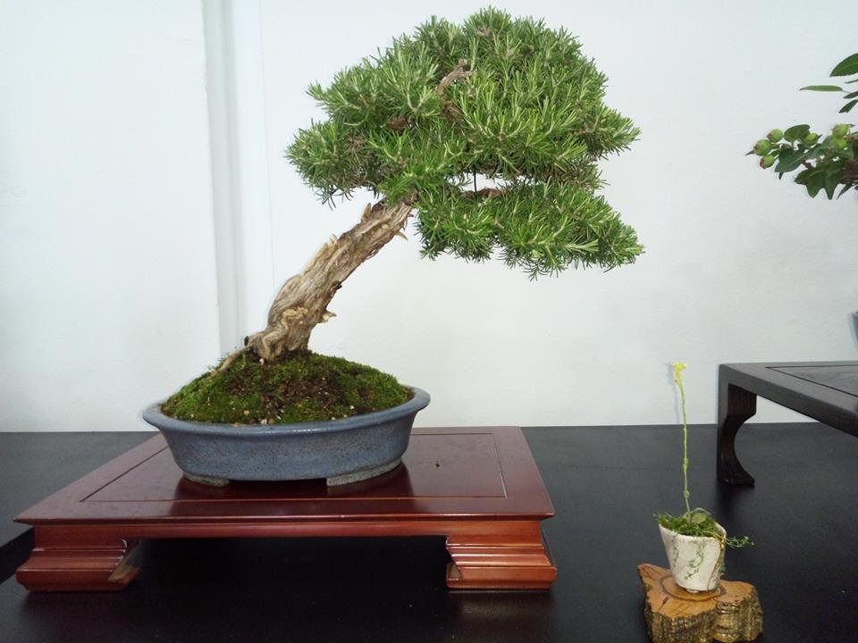 Asociación Amigos del Bonsái de Benalmadena, Exposición en la Feria de Vida Saludable de Málaga asociacion de amigos del bonsai de benalmadena