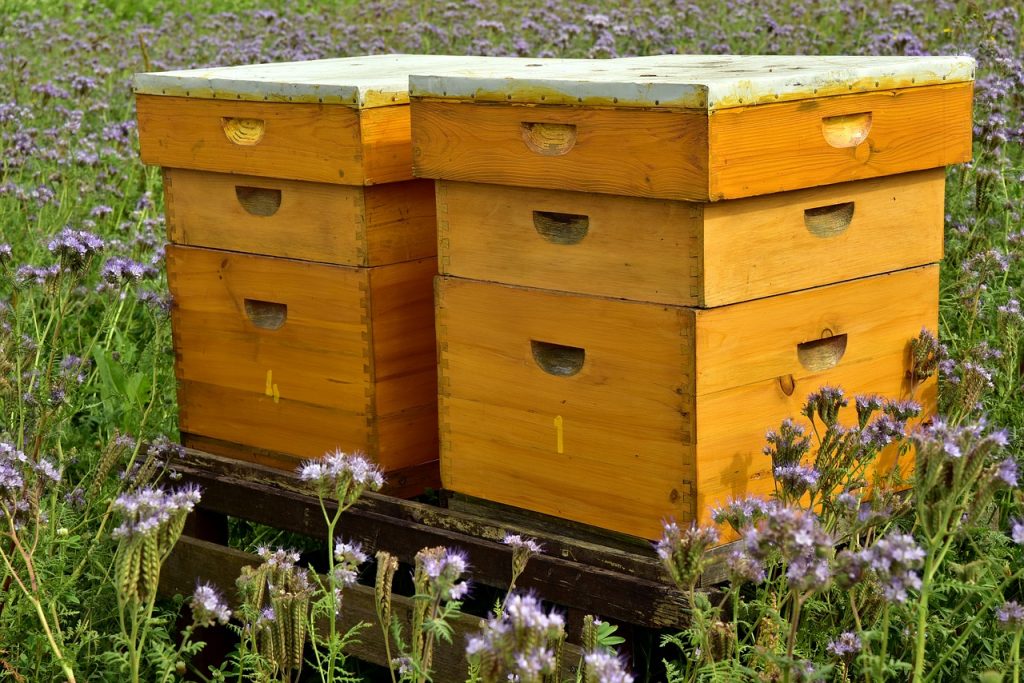 colmenas de abejas