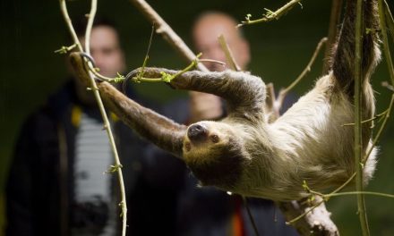 Nace en el Biodomo del Parque de las Ciencias la primera cría de perezoso