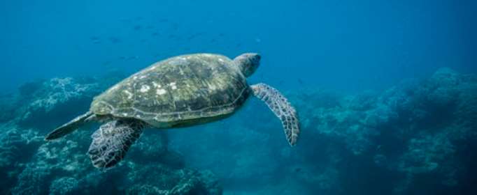 La directora de Blue, Karina Holden, nos lleva a un impactante viaje por el mundo marino