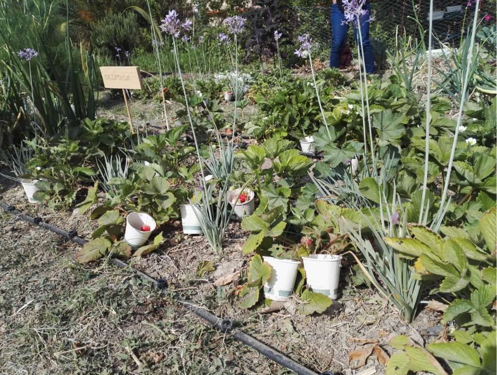 Un ejemplo de estas PlaM es el la Tulbhagia, conocida popularmente como "ajo social", una planta cuya flor, de color morado